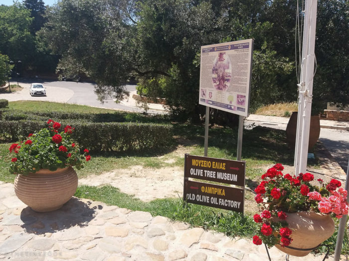 El Olivo más Antiguo del Mundo se Encuentra en Creta