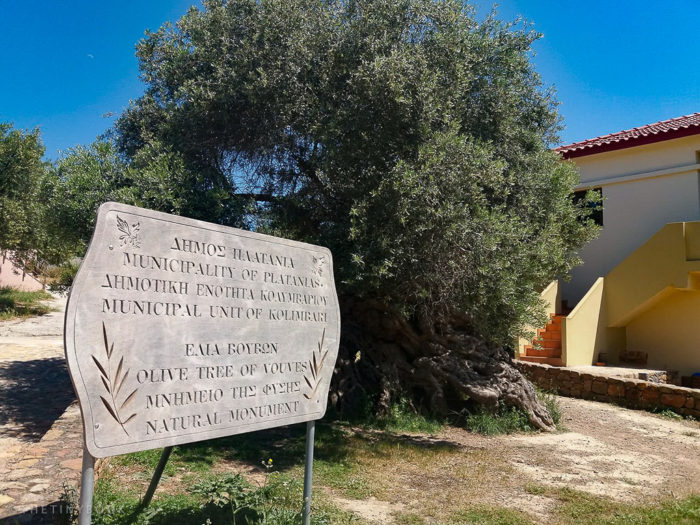 El Olivo más Antiguo del Mundo se Encuentra en Creta