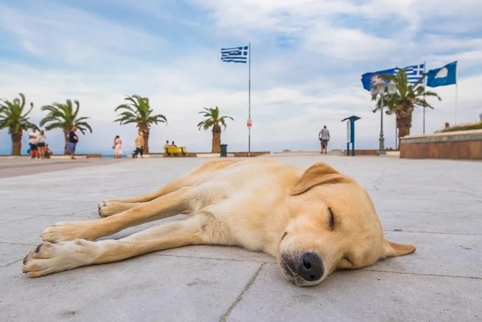  isla griega con cero perros callejeros
