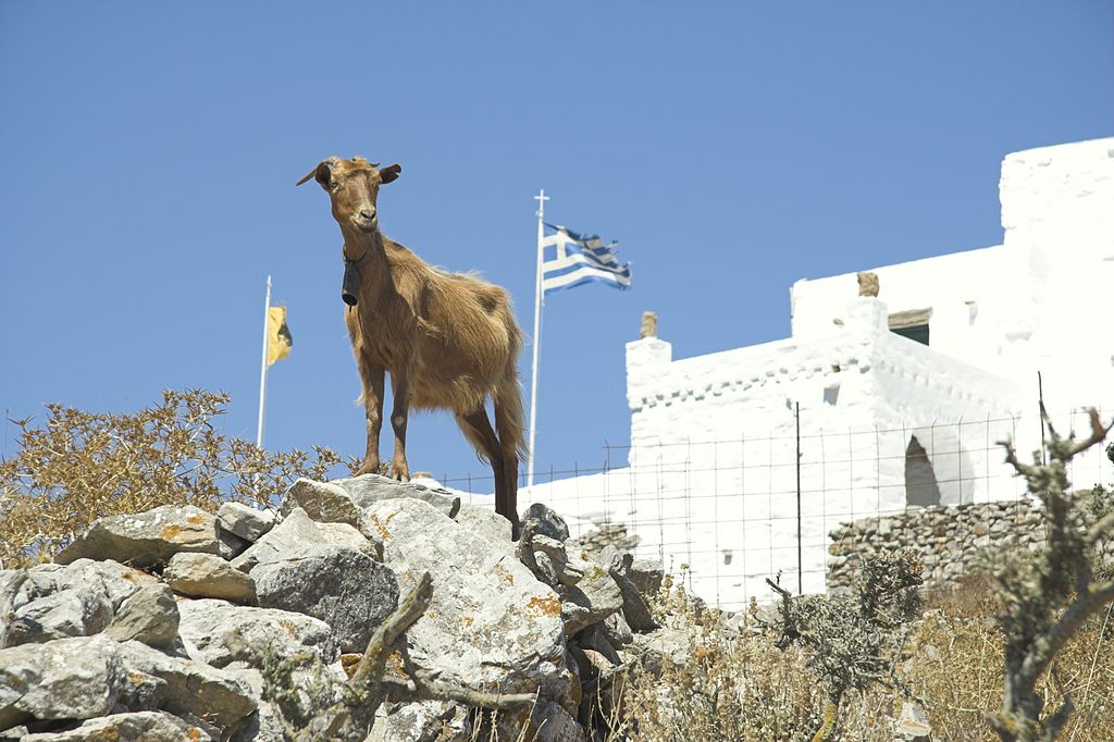 cabras en Grecia