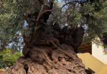 olivo más antiguo