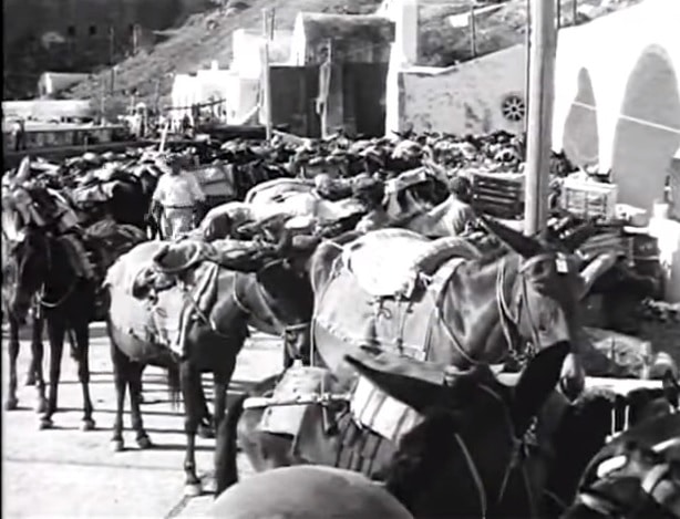 burros y mulas en Santorini