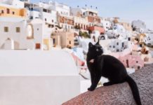 Gatos en Grecia