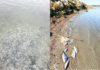 Peces congelados en Grecia