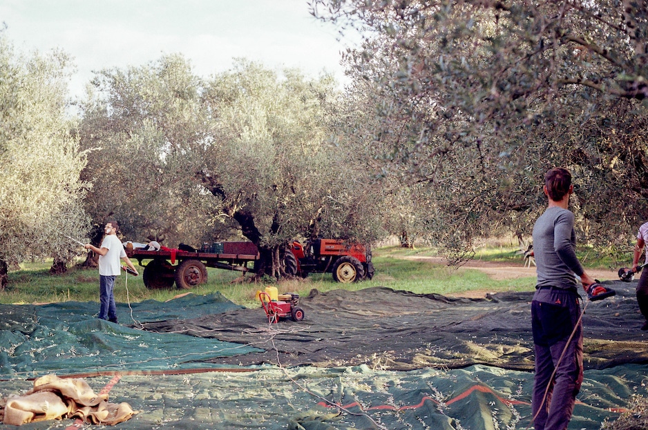 tractor de olivos Grecia